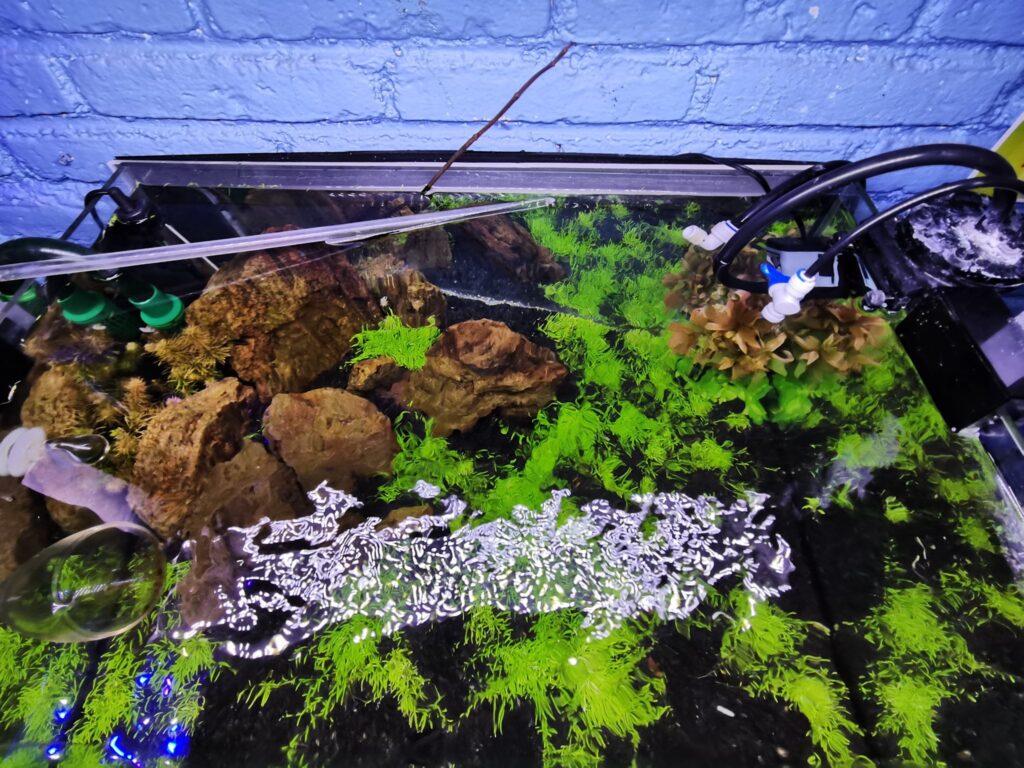 Plantas bajos requerimientos