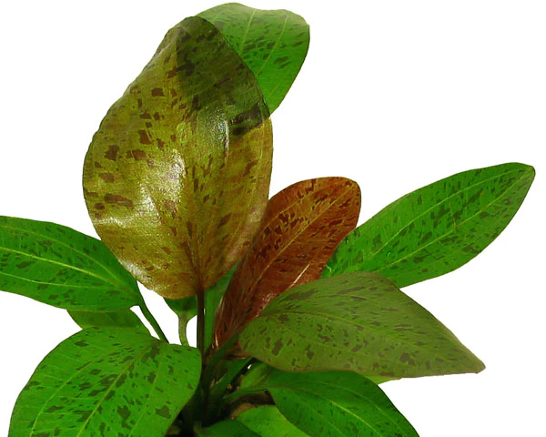 Plantas bajos requerimientos - Image 16