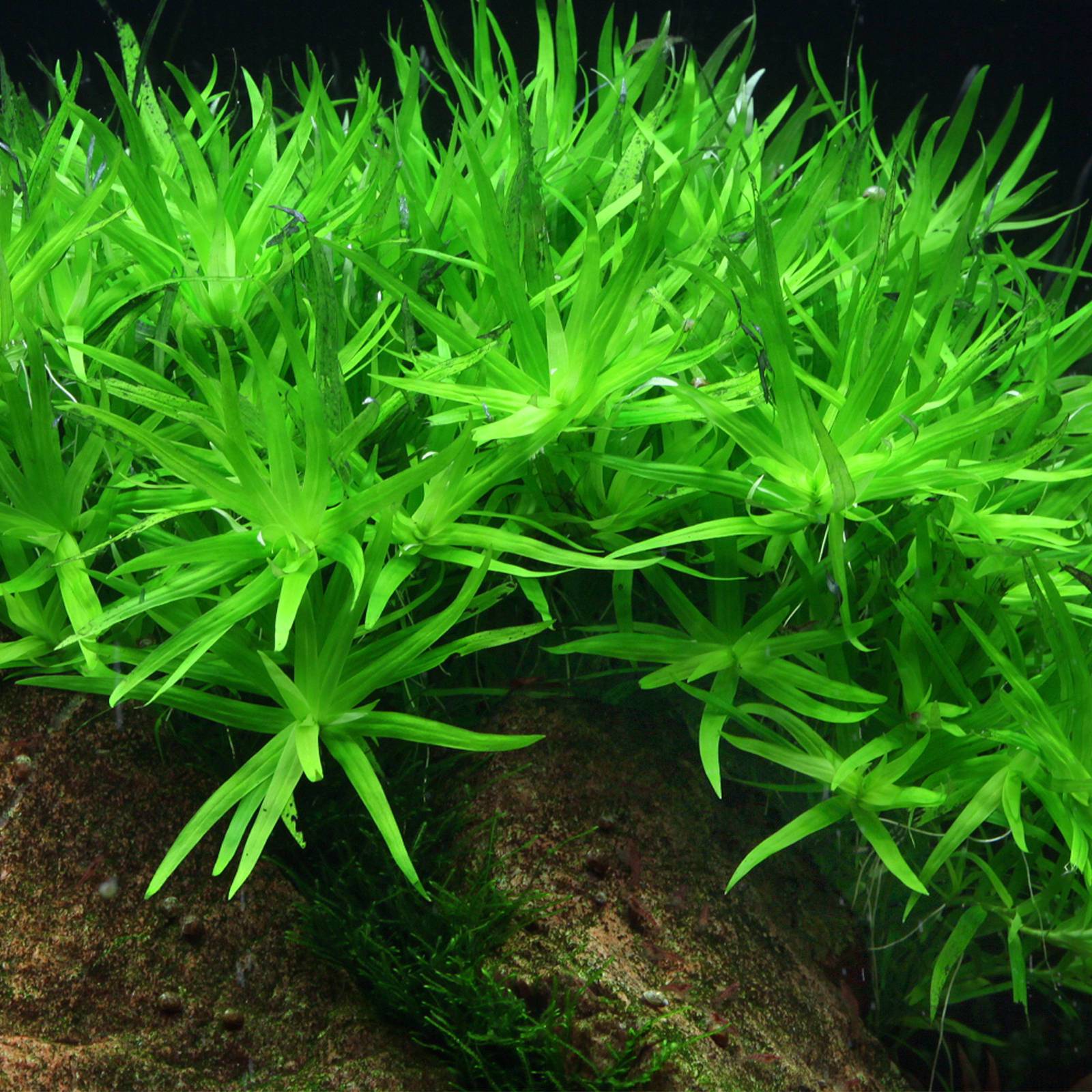 Plantas bajos requerimientos - Image 5