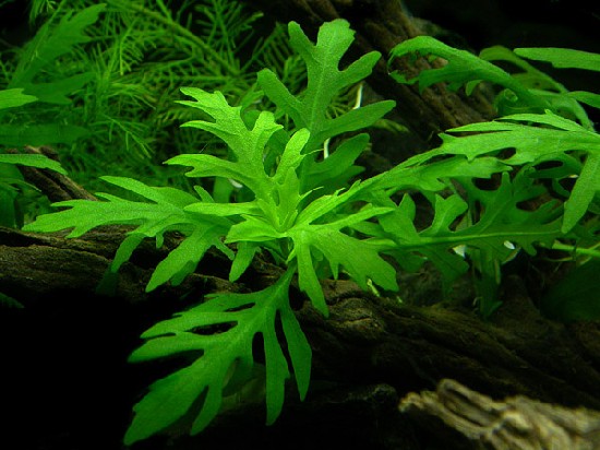 Plantas bajos requerimientos - Image 2