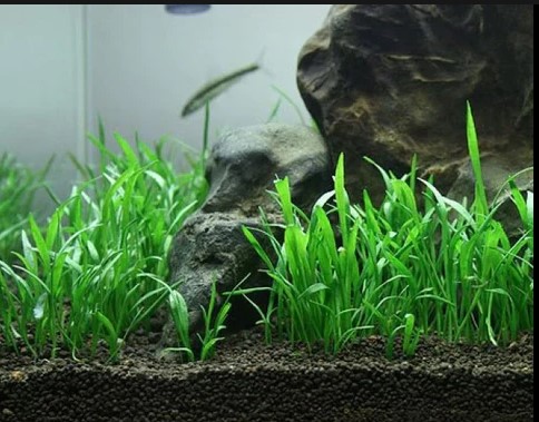 Plantas bajos requerimientos - Image 14