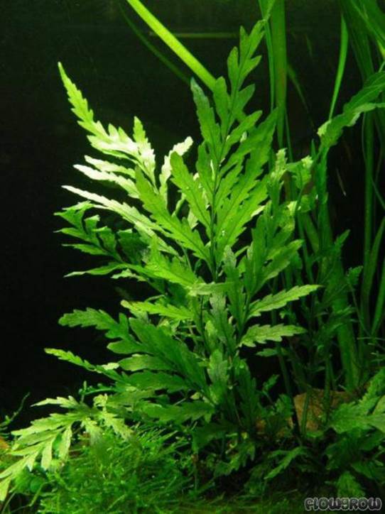 Plantas bajos requerimientos - Image 17