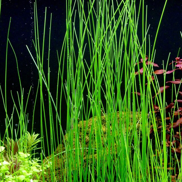 Plantas bajos requerimientos - Image 15