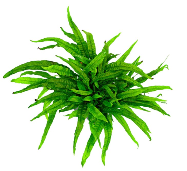 Plantas bajos requerimientos - Image 9