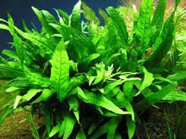 Plantas bajos requerimientos - Image 8