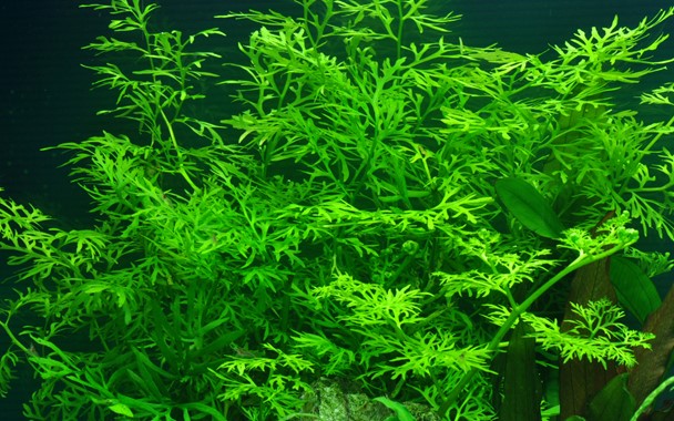 Plantas bajos requerimientos - Image 10
