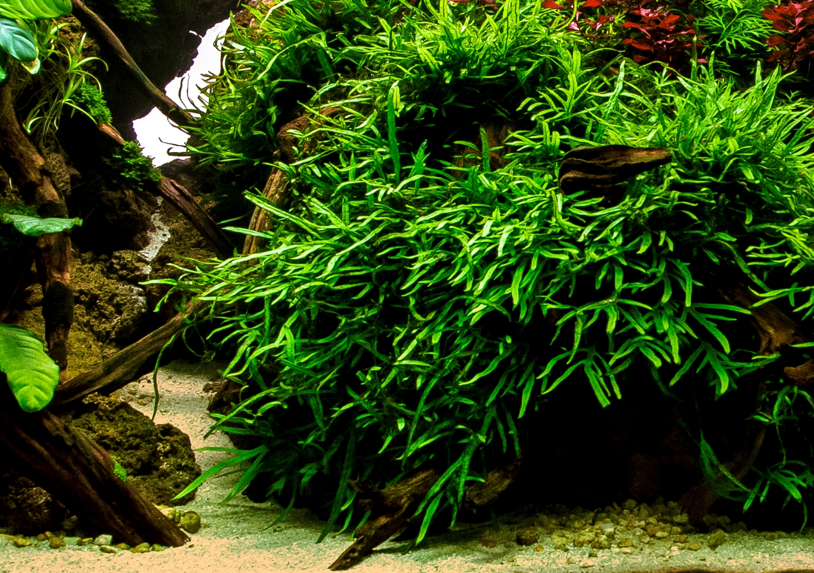Plantas bajos requerimientos - Image 11