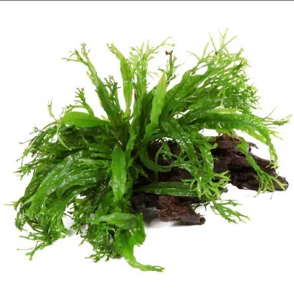 Plantas bajos requerimientos - Image 7