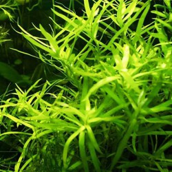 Plantas bajos requerimientos - Image 6