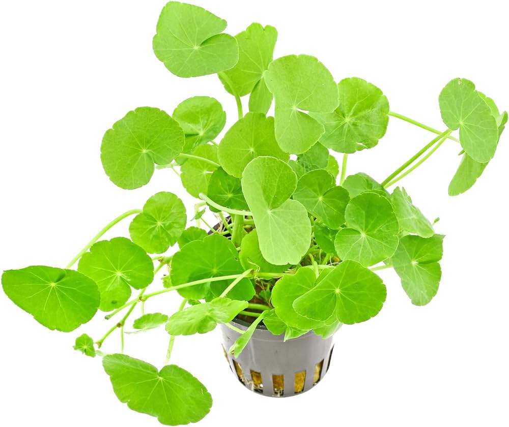 Plantas bajos requerimientos - Image 4
