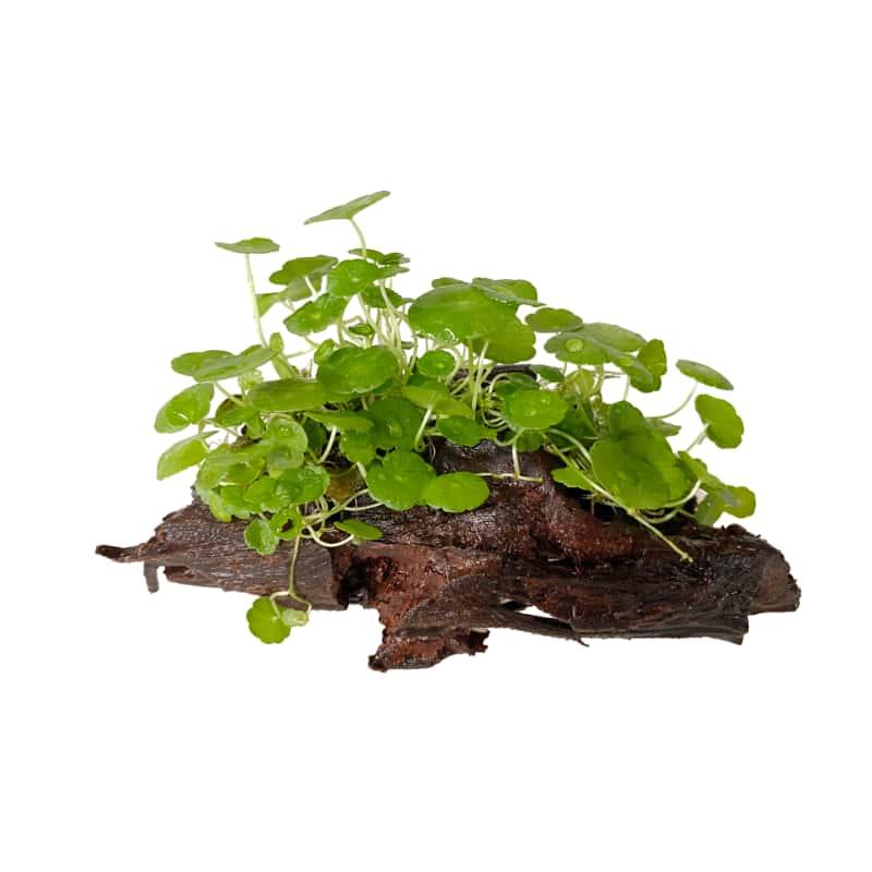 Plantas bajos requerimientos - Image 3