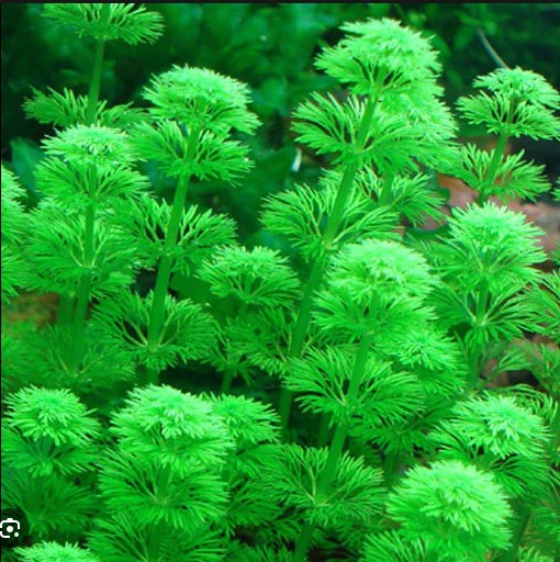 Plantas bajos requerimientos - Image 13