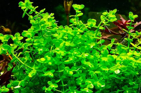 Plantas bajos requerimientos - Image 12